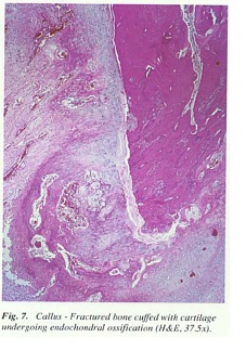 fig7.jpg