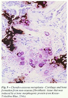fig9.jpg
