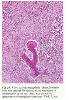 fig10.jpg