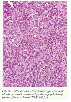 fig14.jpg