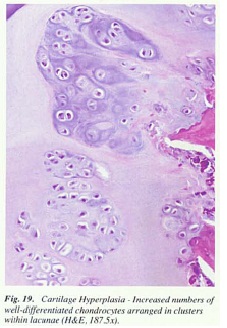 fig19.jpg