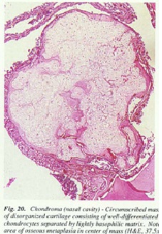 fig20.jpg