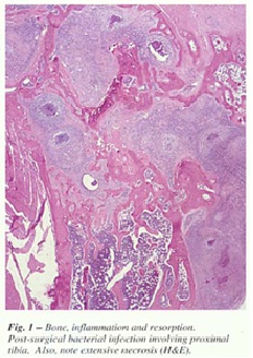 fig-1.jpg