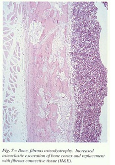 fig-7.jpg