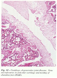 fig-14.jpg