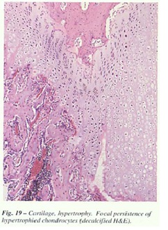 fig-19.jpg