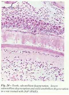 fig-24.jpg