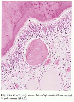 fig-25.jpg