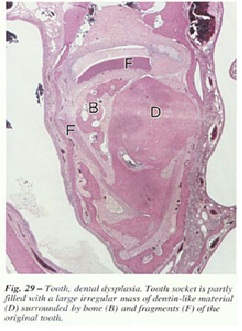 fig-29.jpg