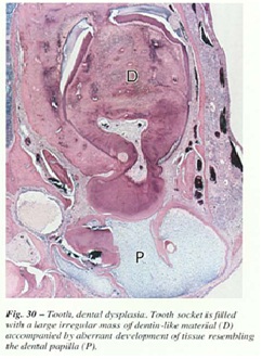 fig-30.jpg