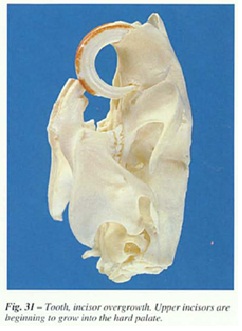 fig-31.jpg