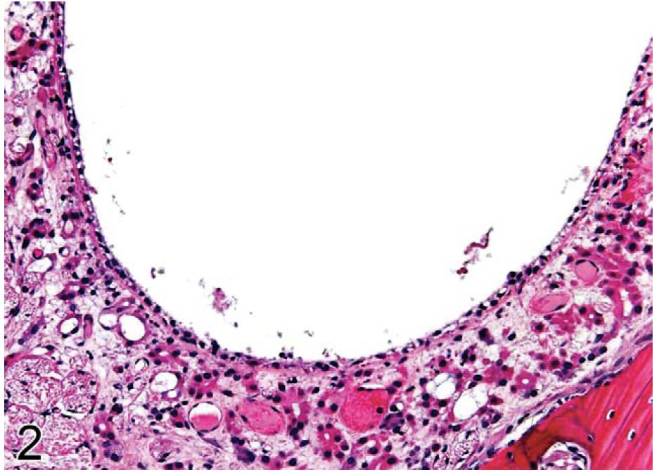fig2.jpg