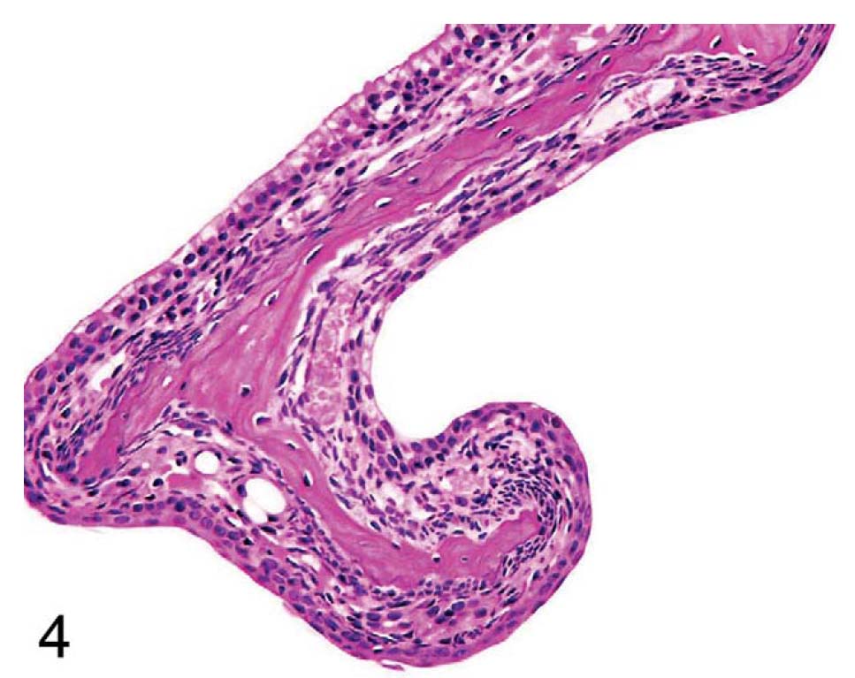 fig4.jpg