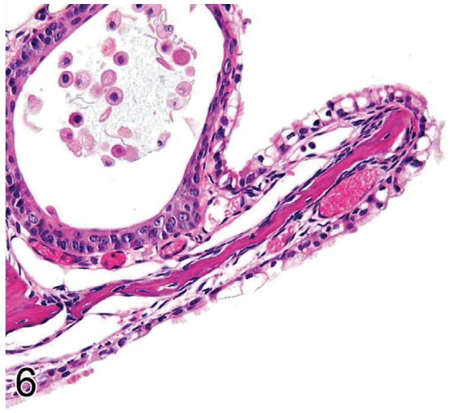 fig6.jpg