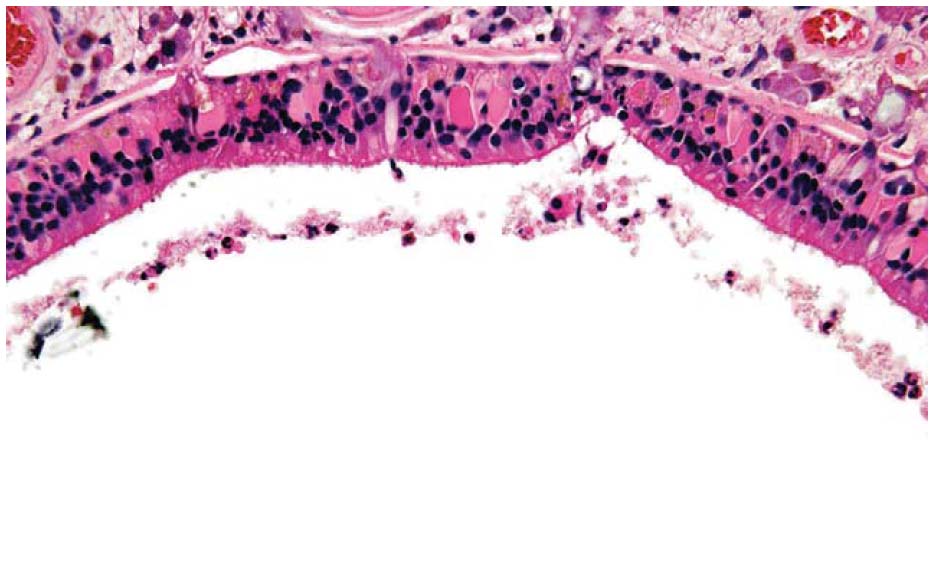 fig8.jpg