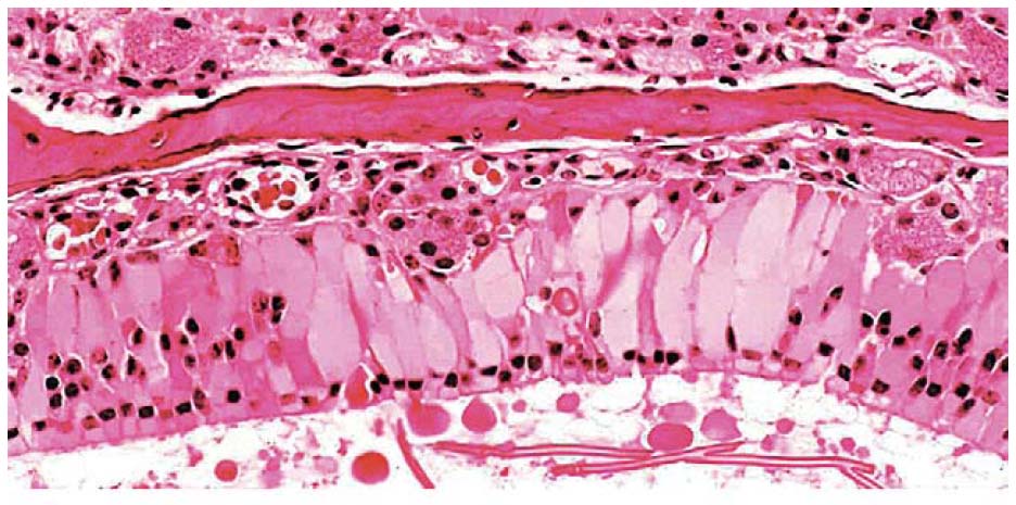 fig9.jpg