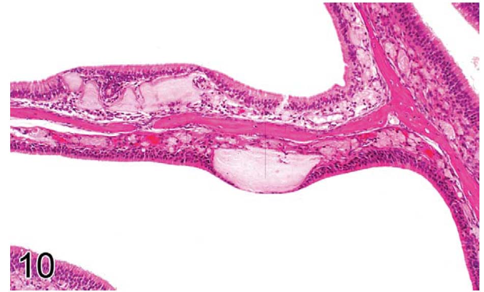 fig10.jpg