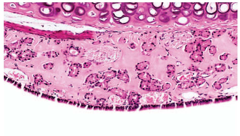 fig11.jpg