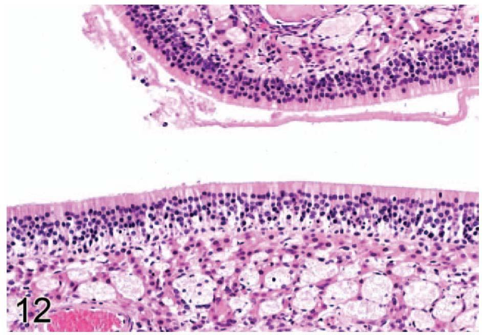 fig12.jpg