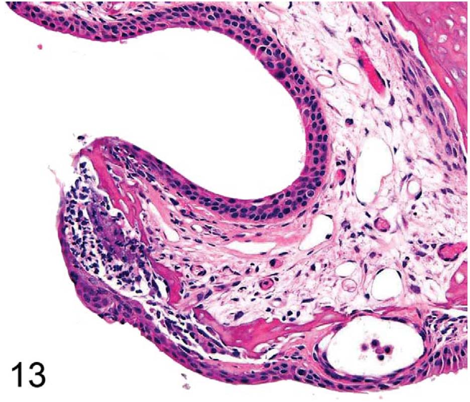 fig13.jpg