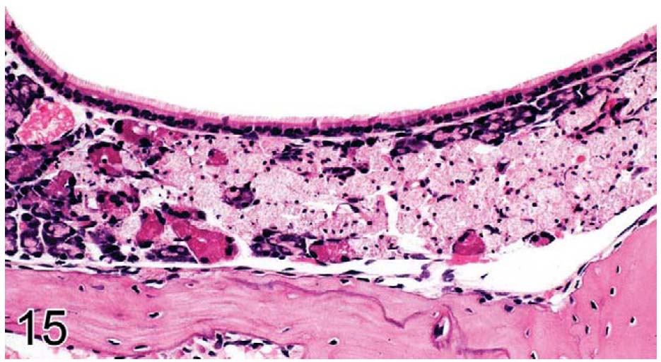 fig15.jpg