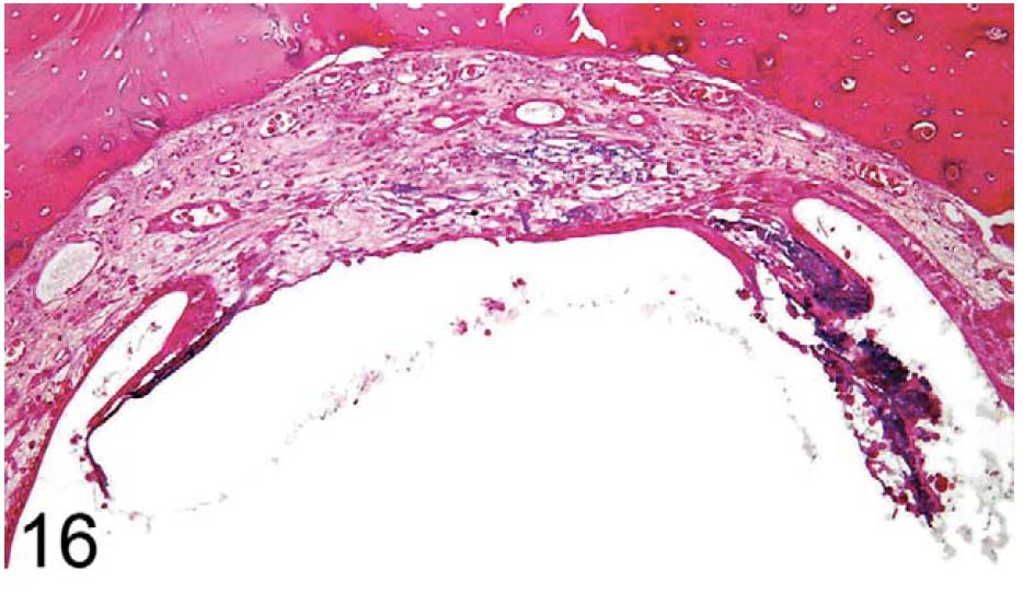 fig16.jpg