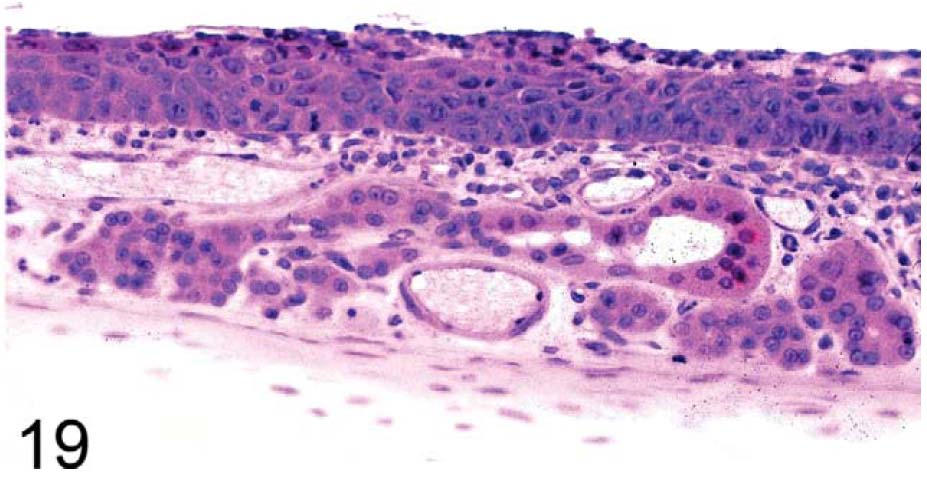 fig19.jpg