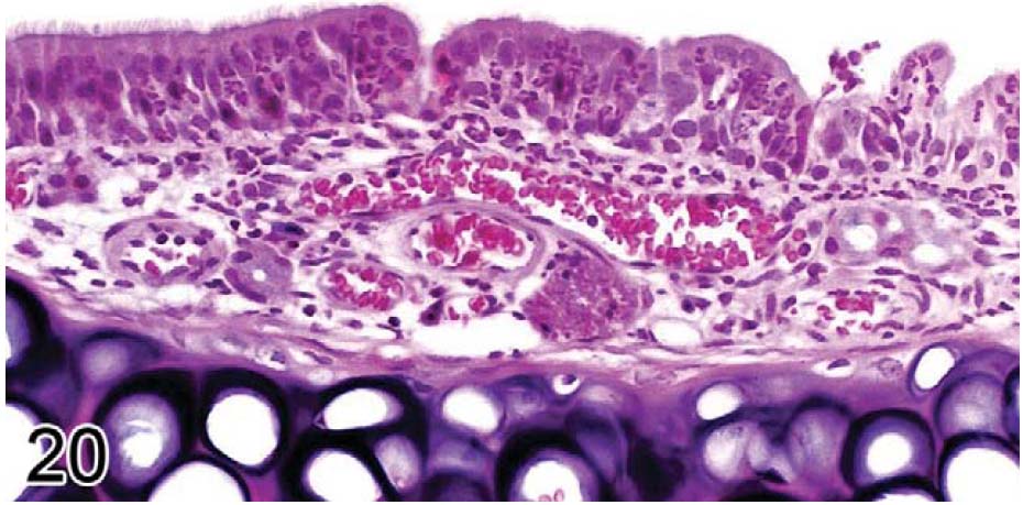 fig20.jpg