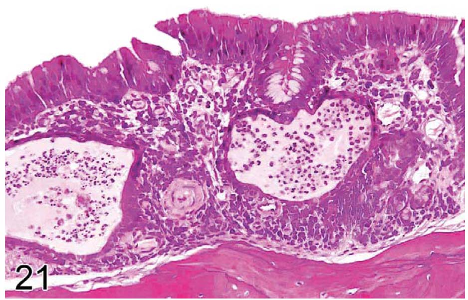 fig21.jpg