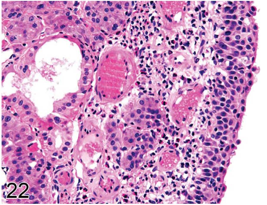 fig22.jpg