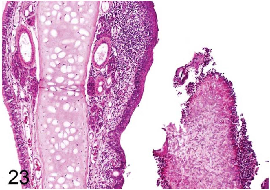 fig23.jpg