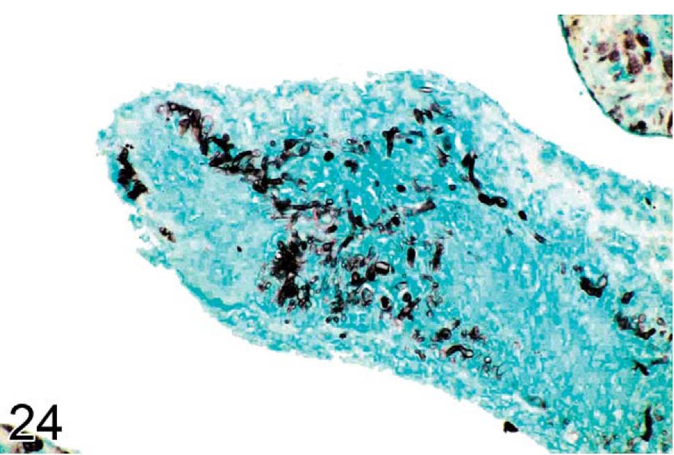 fig24.jpg