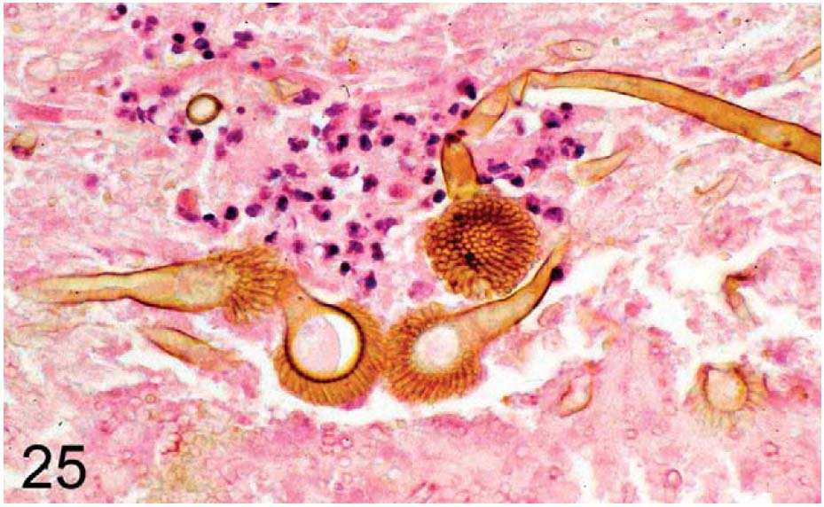 fig25.jpg