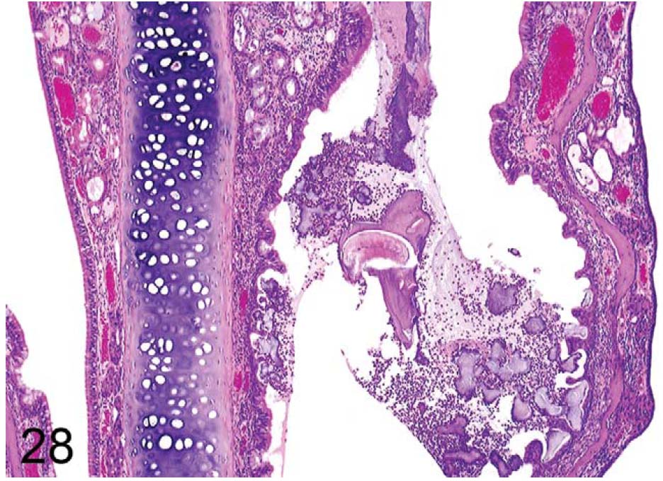 fig28.jpg