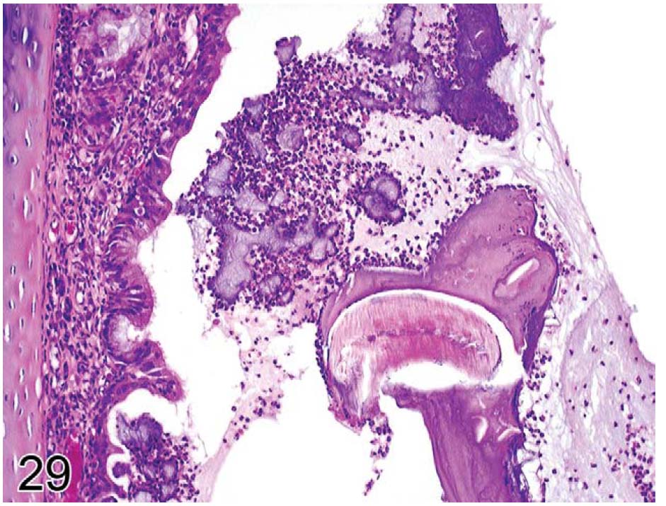 fig29.jpg