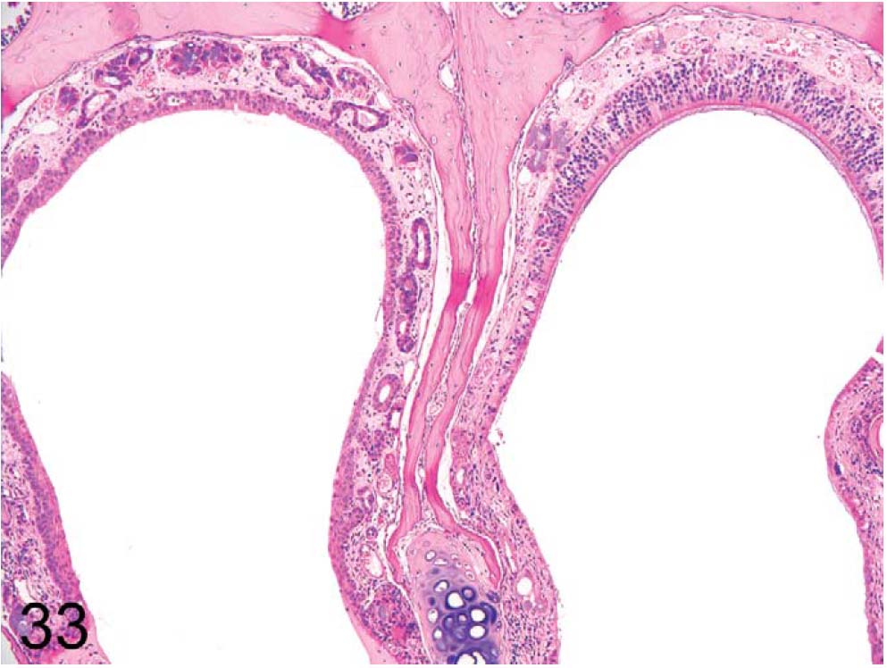 fig33.jpg