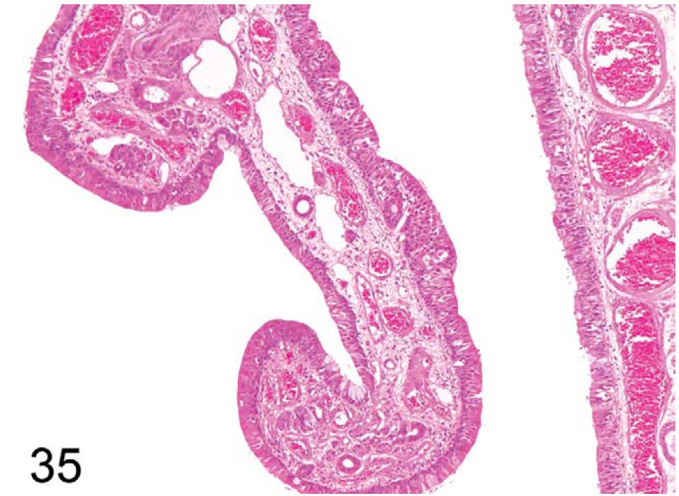 fig35.jpg