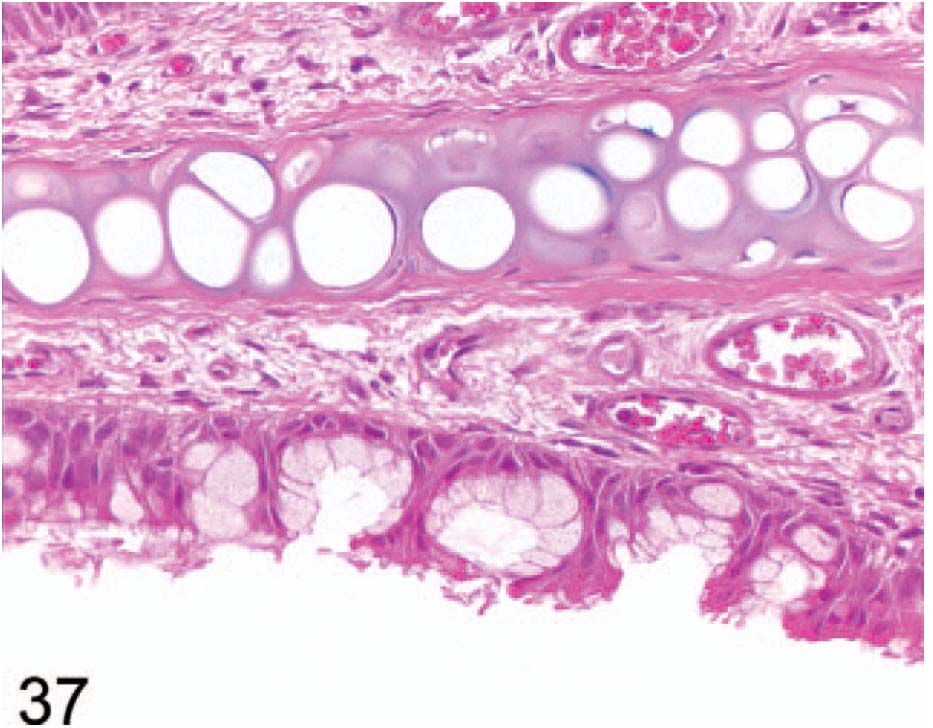 fig37.jpg
