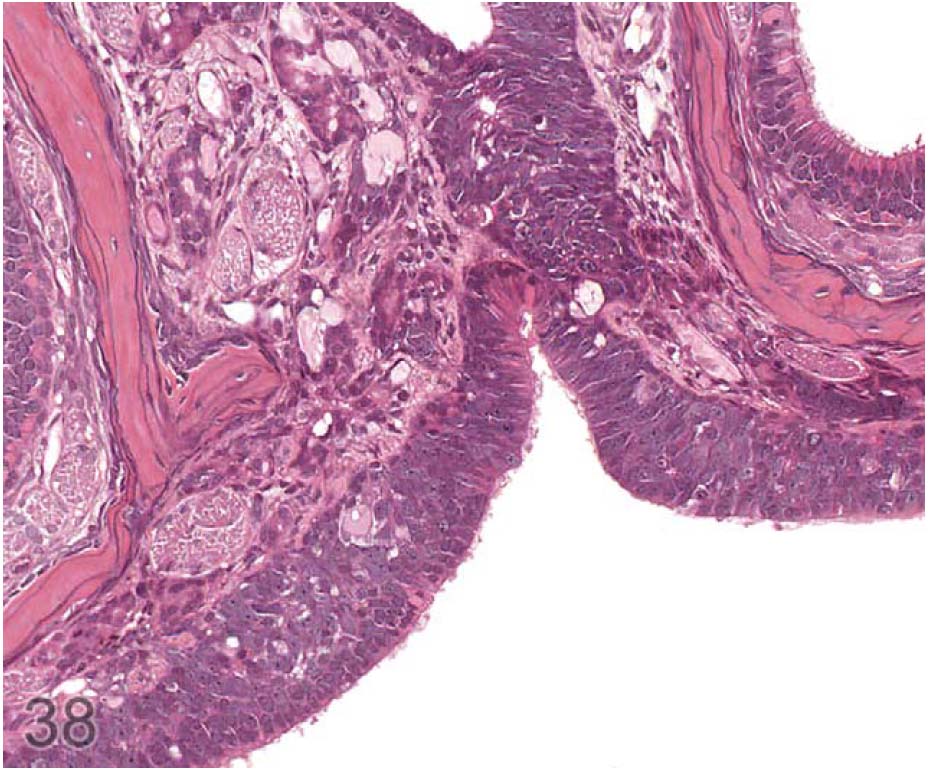 fig38.jpg