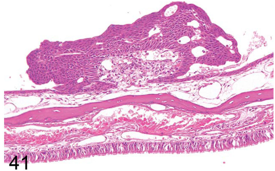 fig41.jpg