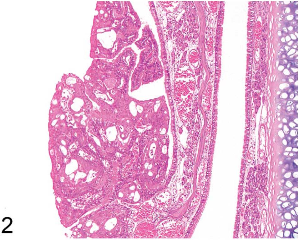 fig42.jpg