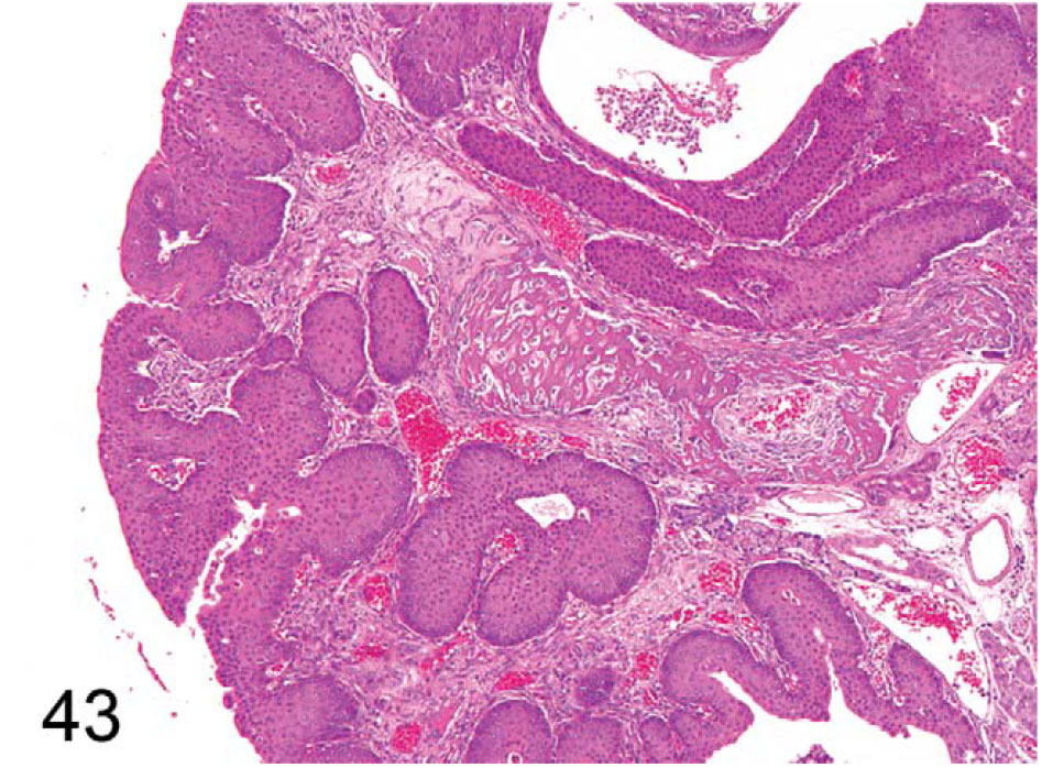 fig43.jpg
