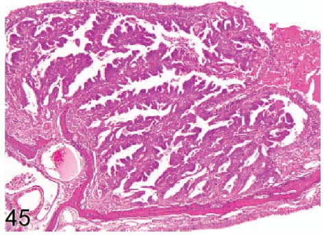 fig45.jpg