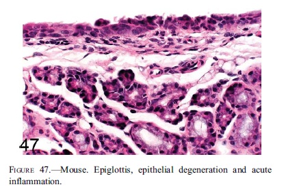 fig47.jpg