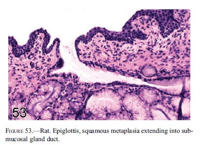 fig53.jpg