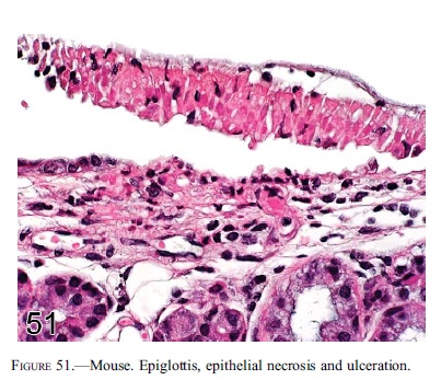 fig51.jpg