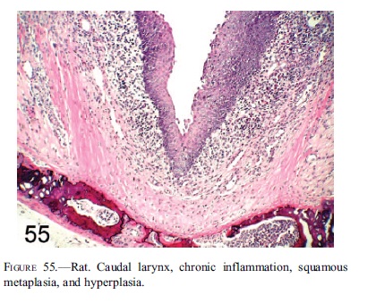 fig55.jpg