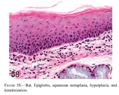 fig58.jpg