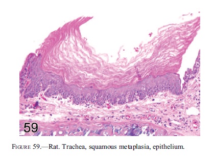fig59.jpg