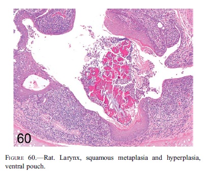 fig60.jpg